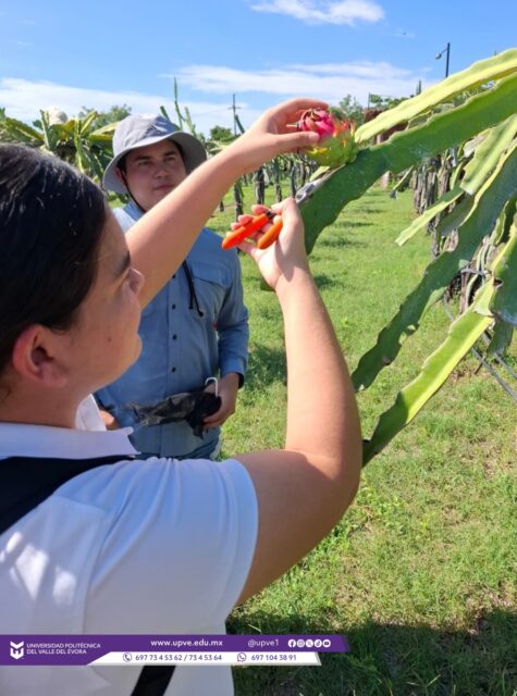 🌵🌱 DEL AULA AL CAMPO: ESTUDIANTES DE LA UPVE FORTALECEN SU FORMACIÓN EN EL MANEJO DE RECURSOS NATURALES.
Estudiantes del grupo RN7-1 de Ingeniería en Manejo de Recursos Naturales de la UPVE realizaron una visita académica a la empresa Pitahayas Higuera, acompañados por las profesoras Kitzia Samari Arce Ávila y Bianca Dariana Zavala Aguirre, docentes de las asignaturas Manejo de Flora Silvestre y Economía Rural y Marketing.
Durante la visita, fueron recibidos por Laura Higuera, quien compartió información sobre los diferentes tipos de pitahaya, sus variedades, lugares de importación y costos, brindando a las y los estudiantes una perspectiva sobre las características y oportunidades comerciales de este fruto.
Asimismo, la actividad permitió trabajar en propuestas para el manejo integrado del cultivo, considerando técnicas de propagación, sistemas de tutorado, podas de formación y control fitosanitario, así como estrategias de posicionamiento para impulsar su comercialización y destacar sus propiedades nutricionales.
Estas experiencias fortalecen la formación profesional mediante la aplicación de conocimientos en escenarios reales, fomentando el desarrollo de proyectos sustentables para la conservación y el aprovechamiento responsable de los recursos naturales, en beneficio del desarrollo local y regional.
#SomosUPVE
#PorElDesarrolloYLaGrandeza
#SomosDelfinesUPVE