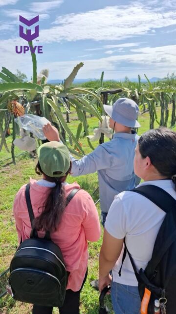 🌵🌱 Estudiantes del grupo RN7-1 de Ingeniería en Manejo de Recursos Naturales de la UPVE visitaron la empresa Pitahayas Higuera, acompañados por las profesoras Kitzia Samari Arce Ávila y Bianca Dariana Zavala Aguirre.
Recibidos por Lauro Higuera, conocieron variedades, mercados de importación y costos de la pitahaya, además de explorar técnicas de manejo y estrategias de comercialización, fortaleciendo su formación profesional y compromiso con el desarrollo sostenible.
#SomosUPVE
#PorElDesarrolloYLaGrandeza
#SomosDelfinesUPVE